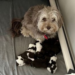 Havanese puppies from Heavenly Havanese of Florida