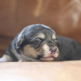 Pembroke Welsh Corgi Puppies from Ayers Acres Corgis