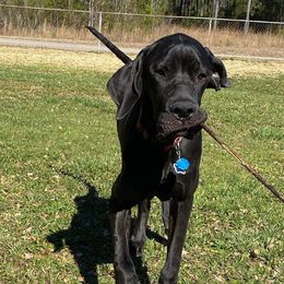 Great Danes from Bonetown Great Danes