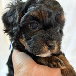 Aries - Black and tan male Cavapoo puppy in Adrian, Oregon from ApplebyFarm