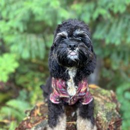 Cavapoo, Cockapoo, Labradoodle, and Poodle Puppies from Heavenly Puppies to Love
