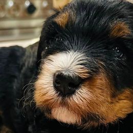 Bernedoodles from Shirl Doodle Life