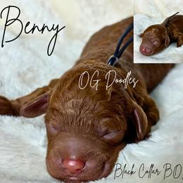Benny - Red  male Goldendoodle puppy in Cleveland, Georgia from The O.G. Doodles