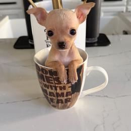 Xxsmall pocket size Pearl - 4,700 - Sable spotted white female Chihuahua puppy in Burleson, Texas from Tiny Diiamond Chihuahua