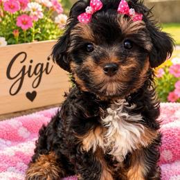 Gigi - Tri-color female Yorkipoo puppy in Cooper City, Florida from Jenny La Bone