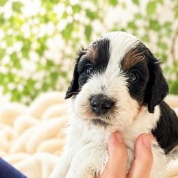 Tex - Tri-color male Cavapoo puppy in Underwood, Minnesota from Tru Cuddle Pups