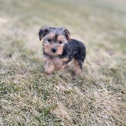 Yorkshire Terrier Puppies from Alvarado’s Yorkies