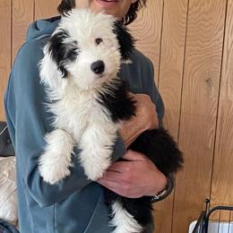 THEA - Black and white female Old English Sheepdog puppy in Charlo, Montana from Heavenly Hilltop Farm
