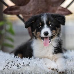 Chip - Black tri male Miniature Australian Shepherd puppy in Olivehurst, California from McDaniel Aussies