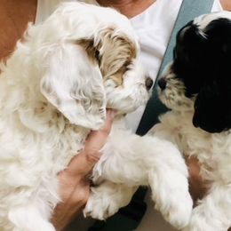 Cockapoo Puppies from Lulu's Cockapoos