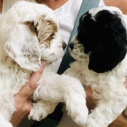 Cockapoo Puppies from Lulu's Cockapoos