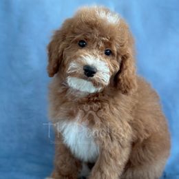 Onyx - Red  Poodle puppy in New Jersey from TK Poodles