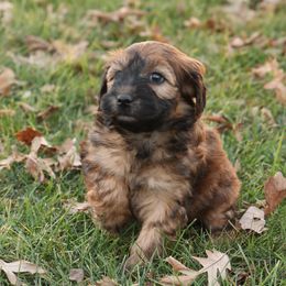 Rick - Red male Whoodle puppy in West Bend, Iowa from Blue Skies Terriers
