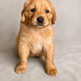 Golden Retriever Puppies from Picklebee Acres
