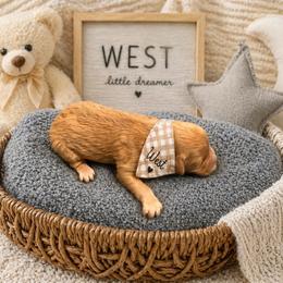 West - Apricot male Goldendoodle puppy in Aurora, Illinois from Chicago Goldendoodles