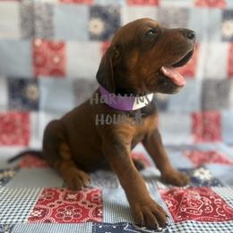 Purple Collar - Red female Redbone Coonhound puppy in Mount Pleasant, Texas from Harmons Hounds