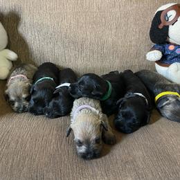 Dolce (Violet Collar) - Salt and pepper female Miniature Schnauzer puppy in San Diego, California from KMS-Miniature Schnauzers