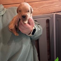 Teal - Golden female Golden Retriever puppy in Hendersonville, North Carolina from Apple Country Retrievers