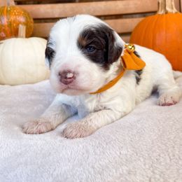 Jacob - Brown and white male Bernedoodle puppy in Austin, Texas from Boutique Bernedoodles & Co.