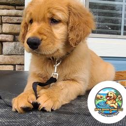 Golden Retriever Puppies from Splish Splash Goldens LLC