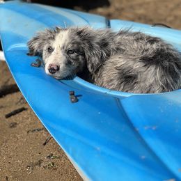 Border Collie Puppies from Full Moon Fox Farm