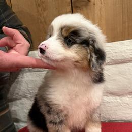Harper - Blue merle male Miniature American Shepherd puppy in Ballico, California from SierraVu Minis