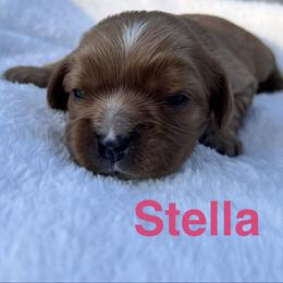 Stella - Ruby female Cavalier King Charles Spaniel puppy in Ormond Beach, Florida from Parkside Cavaliers