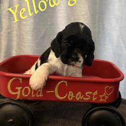 Girl 2 , yellow collar - Black white and tan female Cocker Spaniel puppy in Boca Raton, Florida from Gold-Coast Cockers
