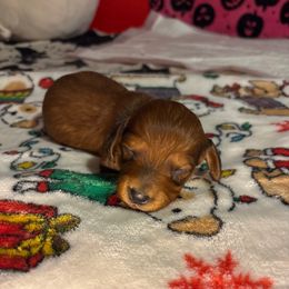 Blue collar - Red male Dachshund puppy in San Antonio, Texas from Bear Bear's House of Doxies