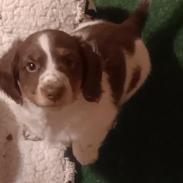 Smiley - Piebald male Dachshund puppy in Wichita, Kansas from Lauren's Dachshunds