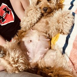 Ginger - Goldendoodle