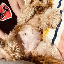 Ginger - Goldendoodle