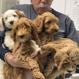"Vet visit" Goldendoodle Puppies from BFF Goldendoodles