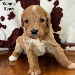 Ronnie Dunn - Apricot male Goldendoodle puppy in Lancaster, Minnesota from North Star Dog Training