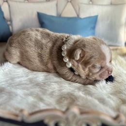Allium - Fawn male Companion Cross puppy in Peru, Indiana from Angie's Little Bostons And Frenchies