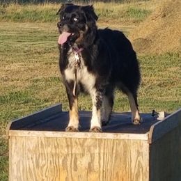 Australian Shepherd All Grown Up from Majestic Skyes Aussies