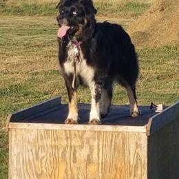 Australian Shepherd All Grown Up from Majestic Skyes Aussies
