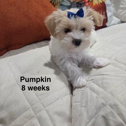 Pumpkin - Parti female Yorkshire Terrier puppy in Forest, Virginia from Majestic Touch Kennels and Pet Services