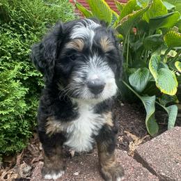 Orange collar male bern - Tri-color male Bernedoodle puppy in Mc Henry, Maryland from TLC by the Lake Standard Poodle and Doodles