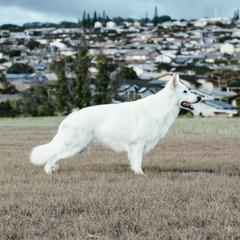 Glacier - Berger Blanc Suisse