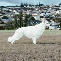 Glacier - Berger Blanc Suisse