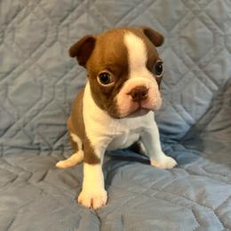 Boy 2 - Red male Boston Terrier puppy in Brookville, Ohio from Best Friend Bostons