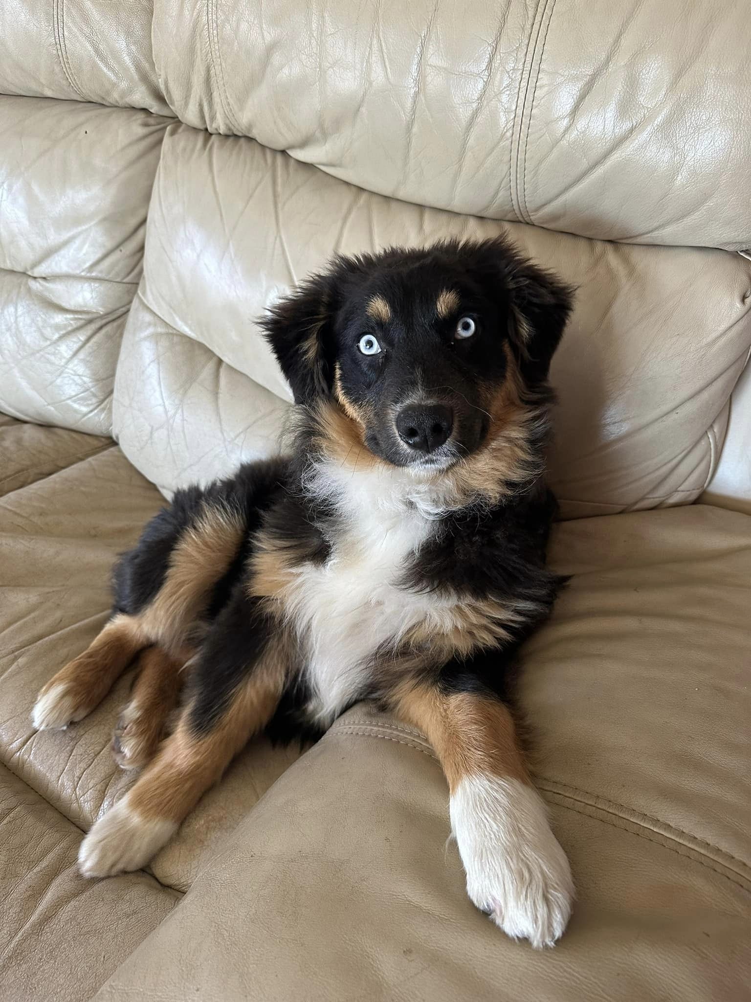 K S Country Kennels in New York Australian Shepherd Bernedoodle