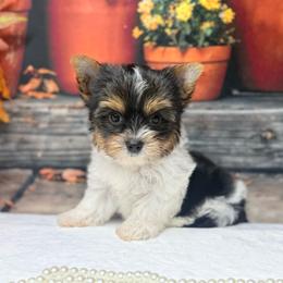 Ollie 2000 ( Small ) - Parti male Yorkshire Terrier puppy in Douglas, Georgia from South Georgia Yorkies and Biewers