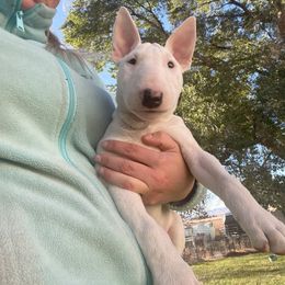 Mouse - White Bull Terrier puppy in Nevada from Stonehouse Dogs