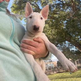Mouse - White Bull Terrier puppy in Nevada from Stonehouse Dogs