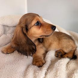 Pretzel - Red male Dachshund puppy in California from Wooofyland LLC