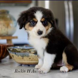 Mia - Black tri female Miniature Australian Shepherd puppy in Russellville, Arkansas from Rockin H Aussies