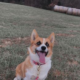 Jolene - Pembroke Welsh Corgi
