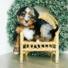 Rip - male Australian Mountain Doodle puppy in Spanish Fork, Utah from K Brand Doodles